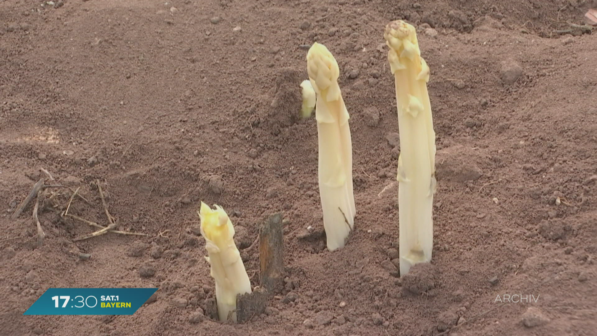 Spargel-Saison in Bayern: Beginn früher als sonst