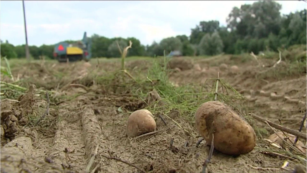 Auch Zwiebelernte in Gefahr: Kleines Insekt macht Kartoffeln ungenießbar