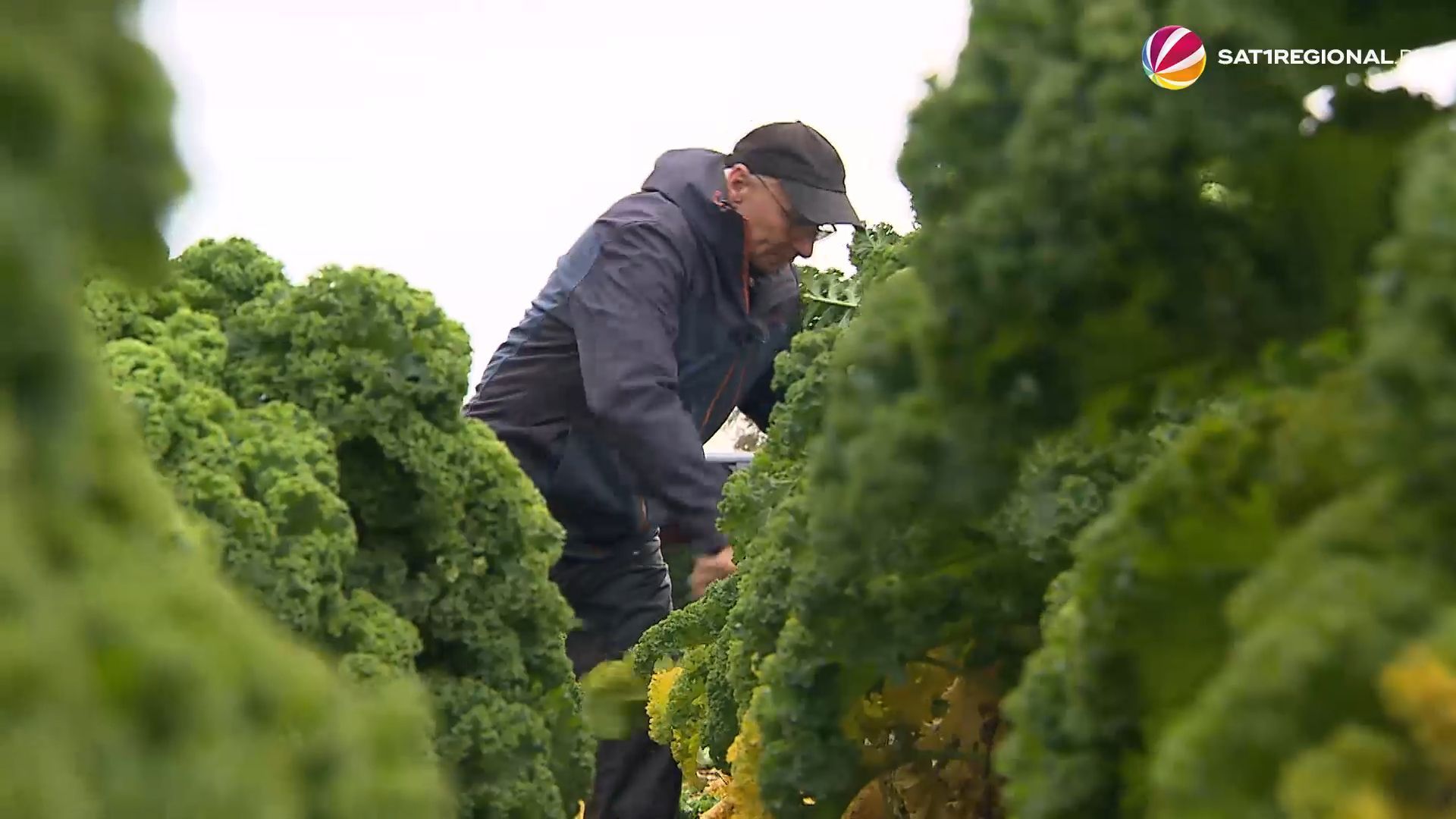 Grünkohlsaison in Norddeutschland: Kein Frost vor der Ernte notwendig