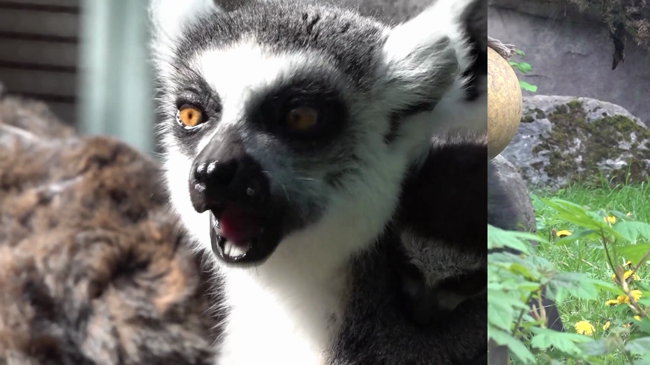 Video: Babyboom im Frühling: NRWs Zoos begrüßen putzigen Nachwuchs