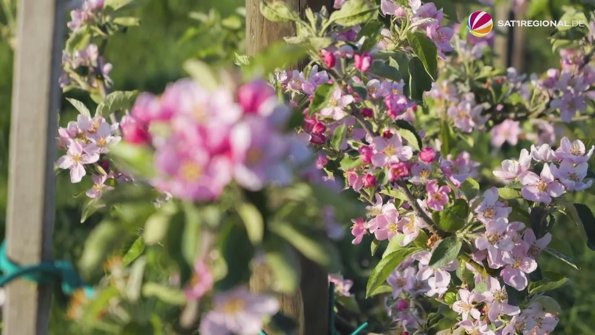 Video: Äpfel- und Kirschblüten lassen Altes Land in rosa-weiß erstrahlen