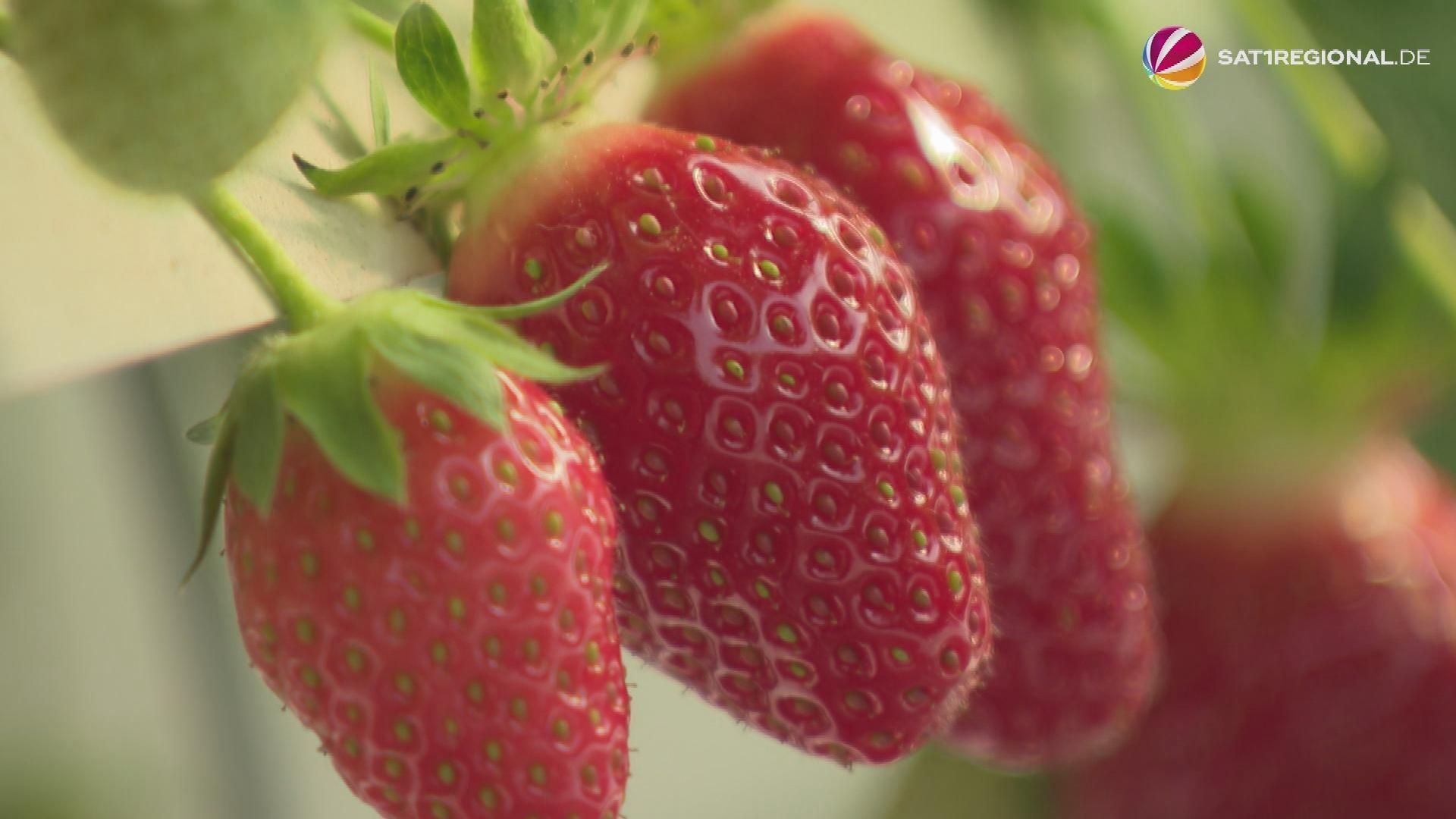 Strawberry season starts in Lower Saxony