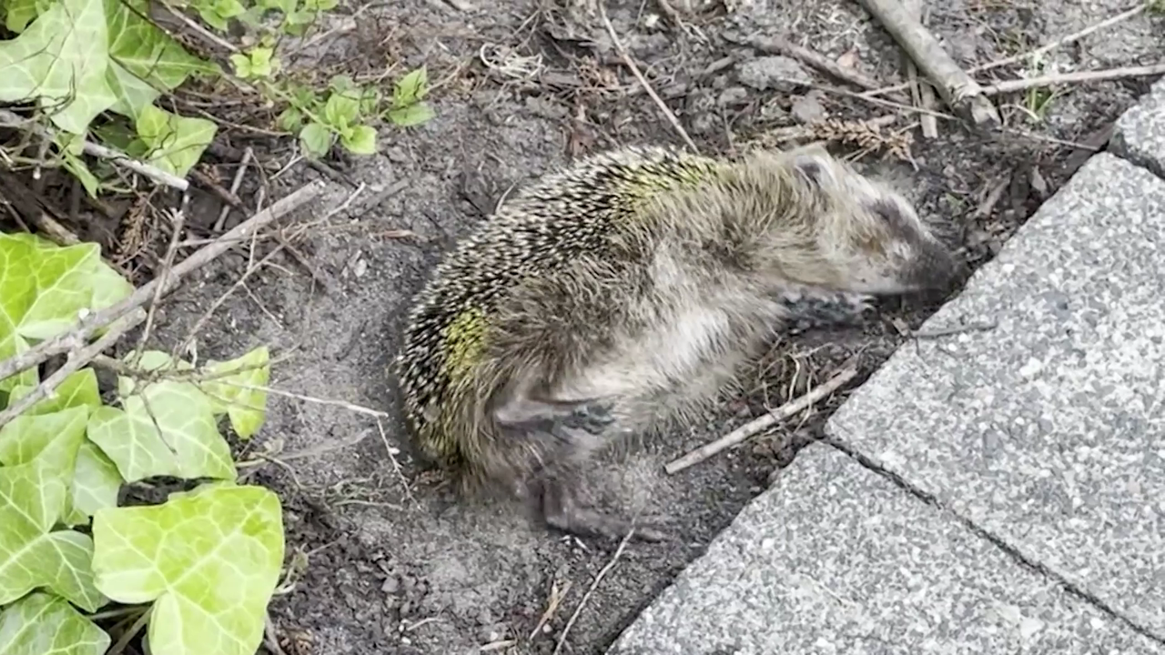 Video: Grausame Tierquälerei: Igel als Fußball missbraucht