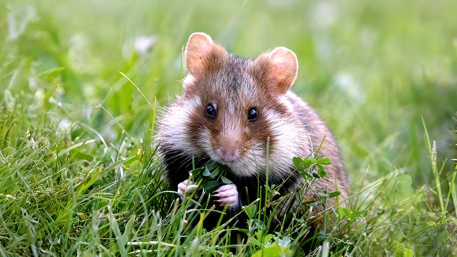 Video: Tag der Artenvielfalt: Rettet die Tiere