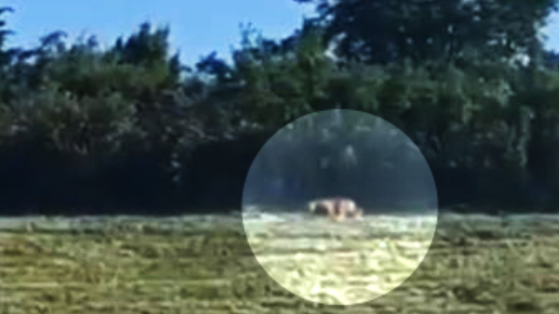 Video: Raubtieralarm: Puma in Sachsen-Anhalt?