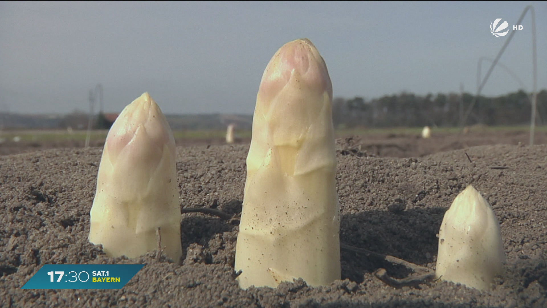 Video: Ende der Spargelsaison: Fränkischer Spargelverband zieht positive Bilanz