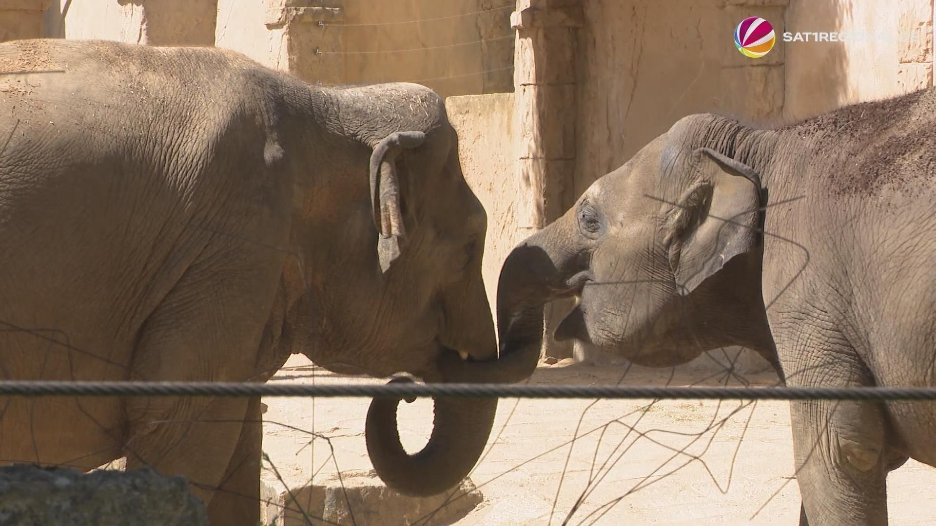 Video: 160 Jahre Erlebnis-Zoo Hannover: Zeitreise durch Tierpark-Geschichte