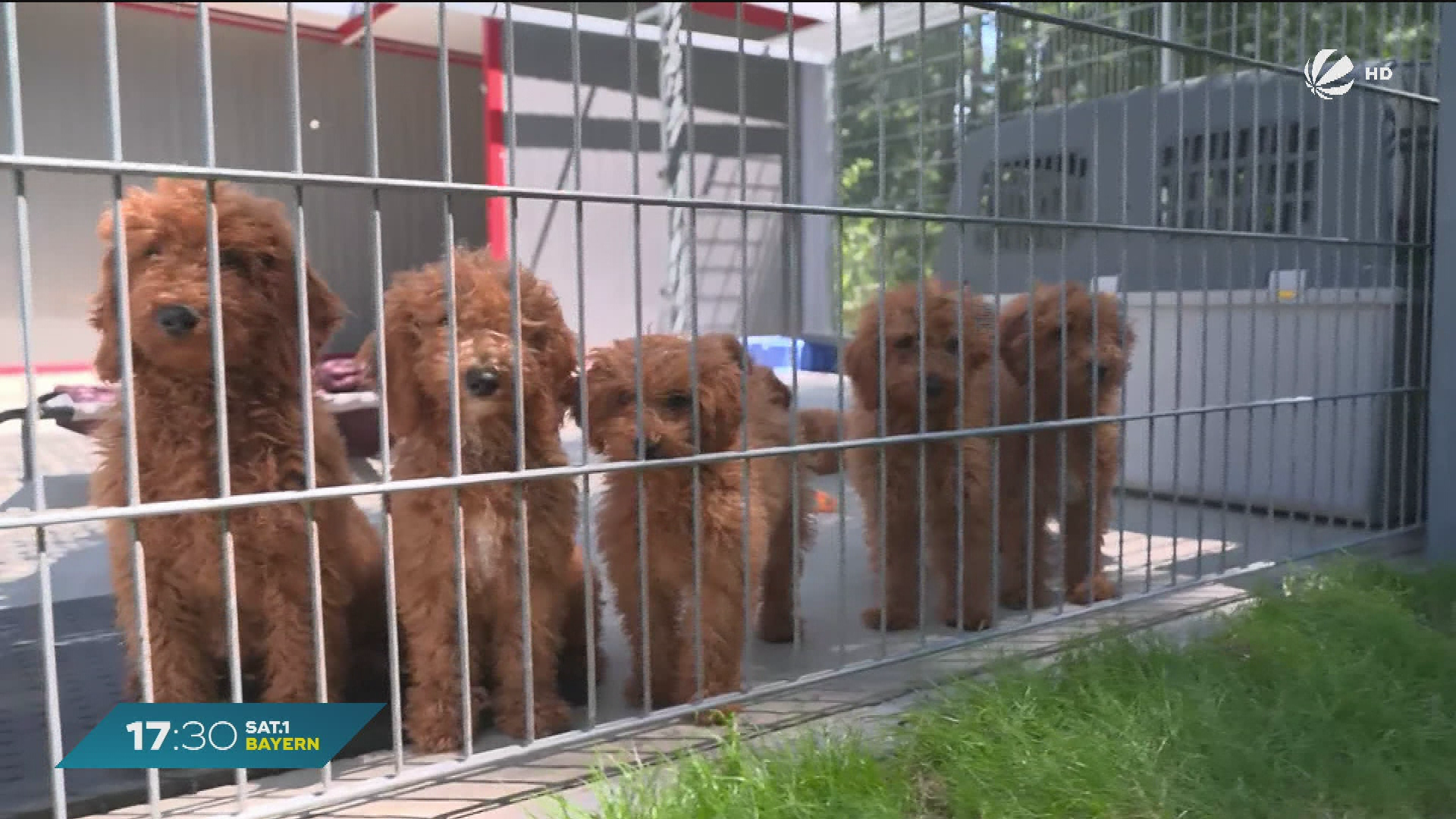 Video: Illegale Welpen-Transporte: Tierheim Schwandorf rettet Hundebabys