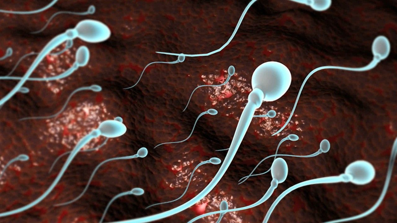 Mikroplastik auch in Spermienflüssigkeit und Eierstöcken