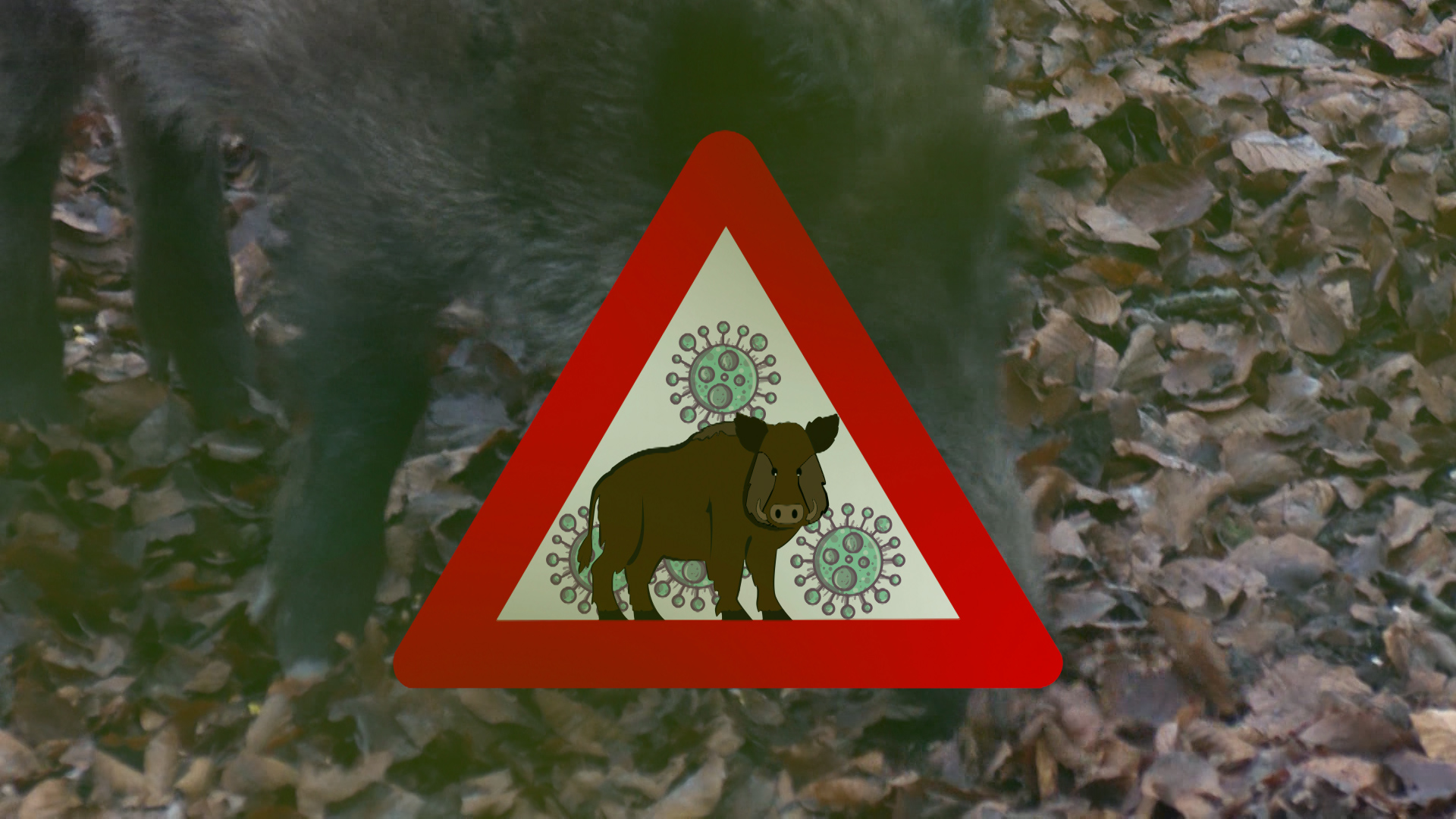 Video: Wanderwoche Schmallenberger Sauerland abgesagt wegen ASP