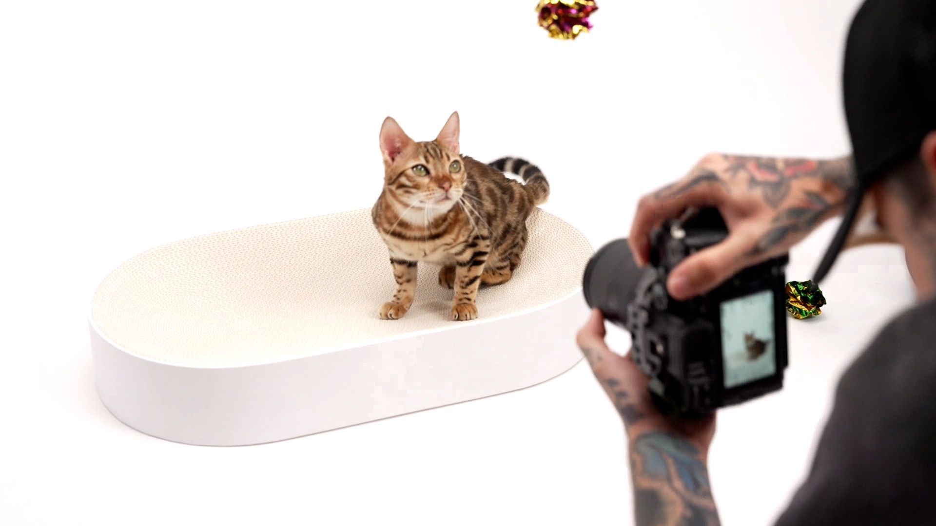 Catmodel Contest 2025: Diese Katzen kämpfen um das Cover