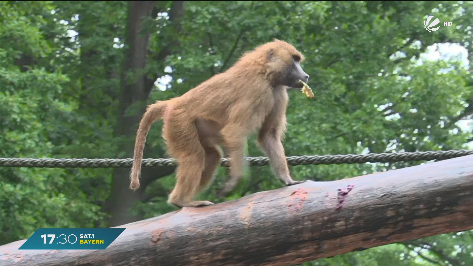Video: Nach Pavian-Tötung in Nürnberg: 100 Strafanzeigen eingegangen