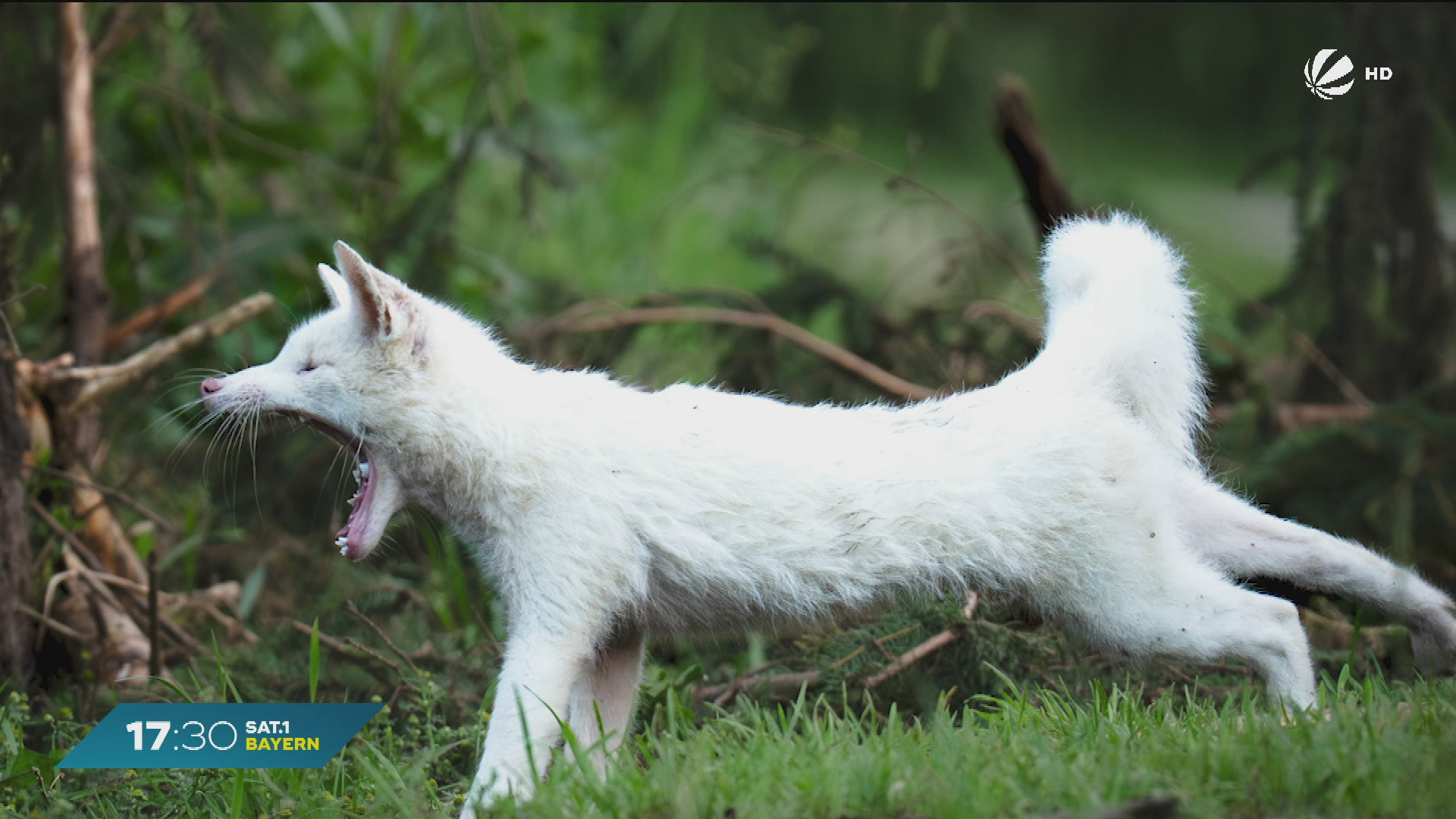Video: Weißer Fuchs bei München gesichtet: Seltene Farbstörung sorgt für Staunen