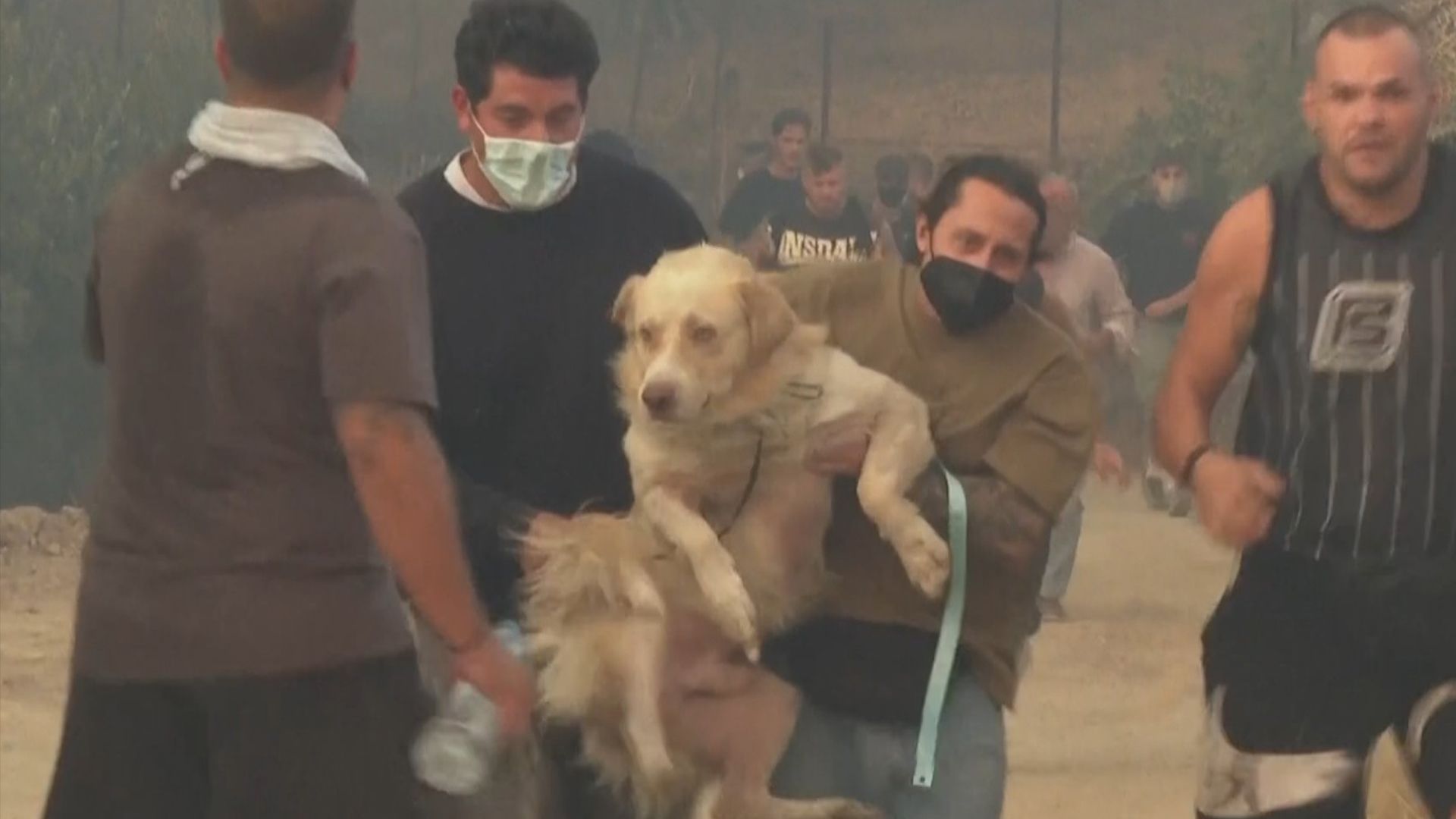 Video: Waldbrände: Europäer retten ihre Tiere