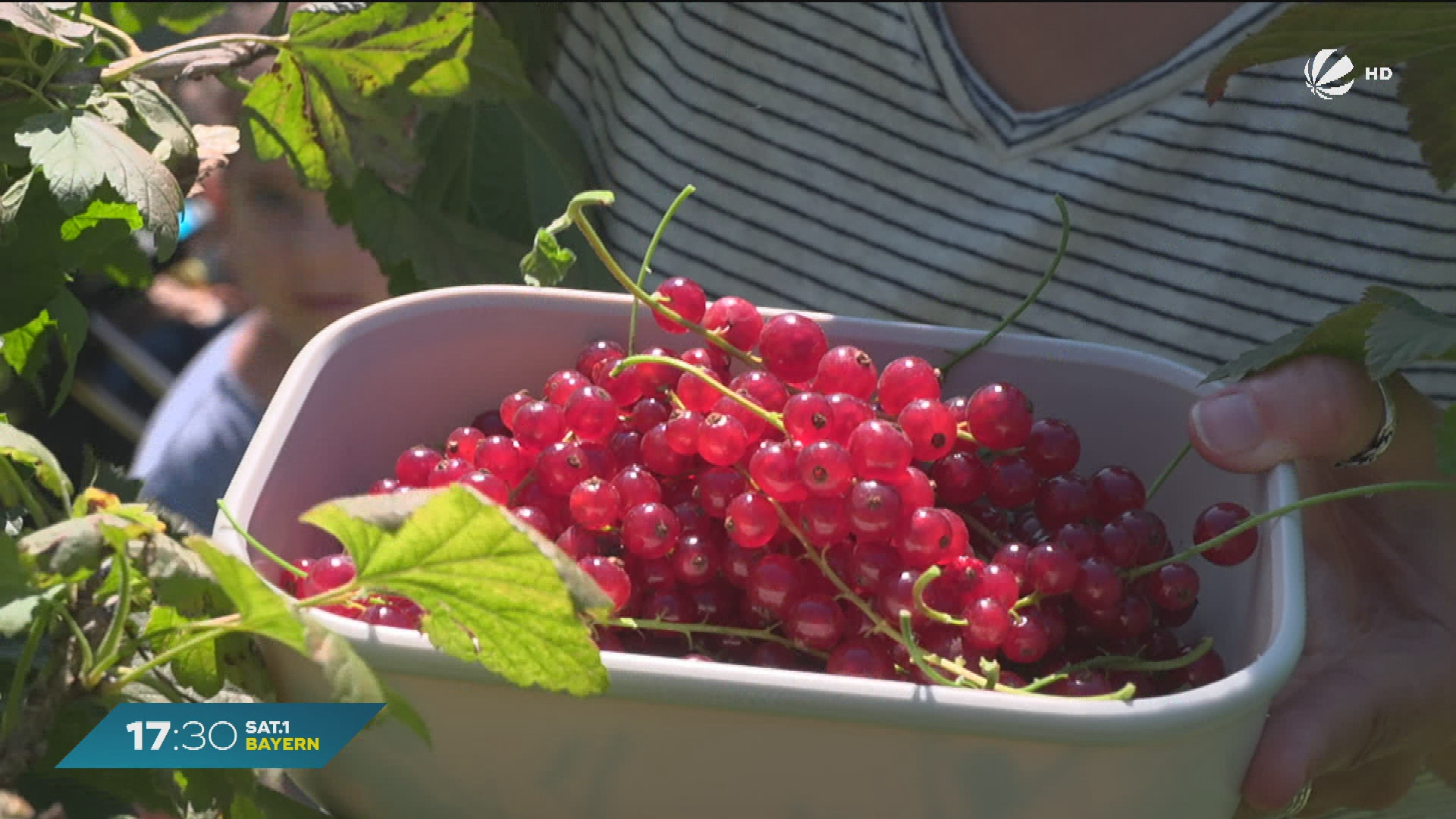 Video: Beerenglück in München: Selbstpflücken in Bogenhausen