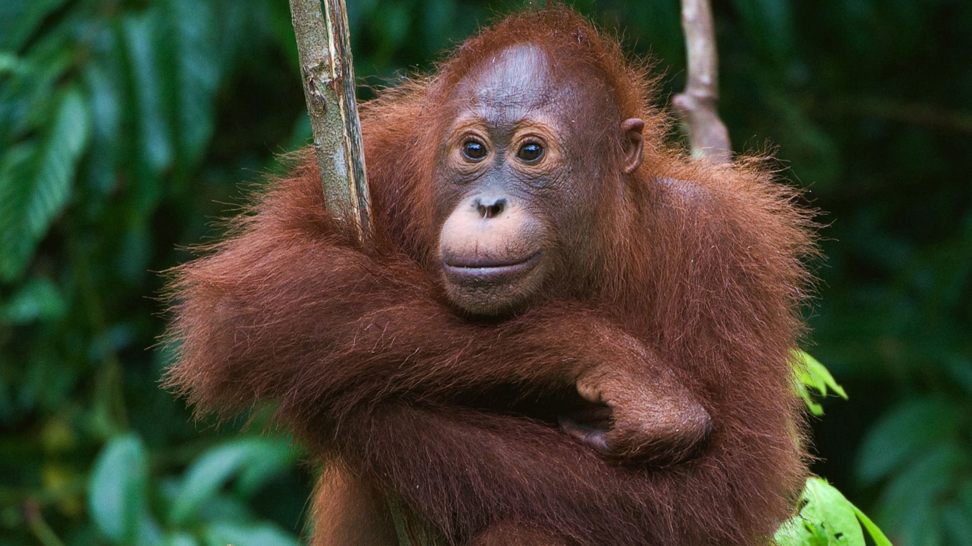 Video: Orang-Utans: Vom Aussterben bedroht