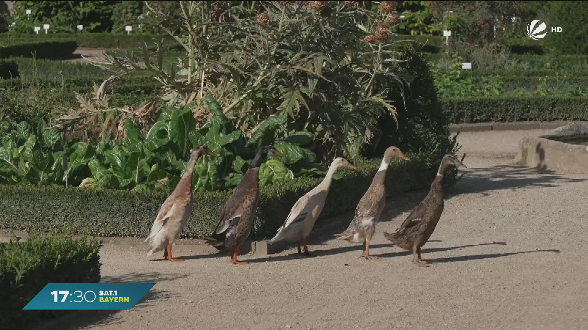 Video: Tierische Mitarbeiter im Hofgarten Ansbach: Enten bekämpfen Schädlinge