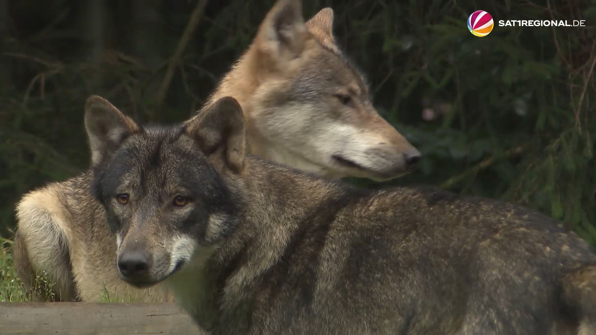 Nach Schafsrissen: Debatte um Wolfsrudel in Schleswig-Holstein