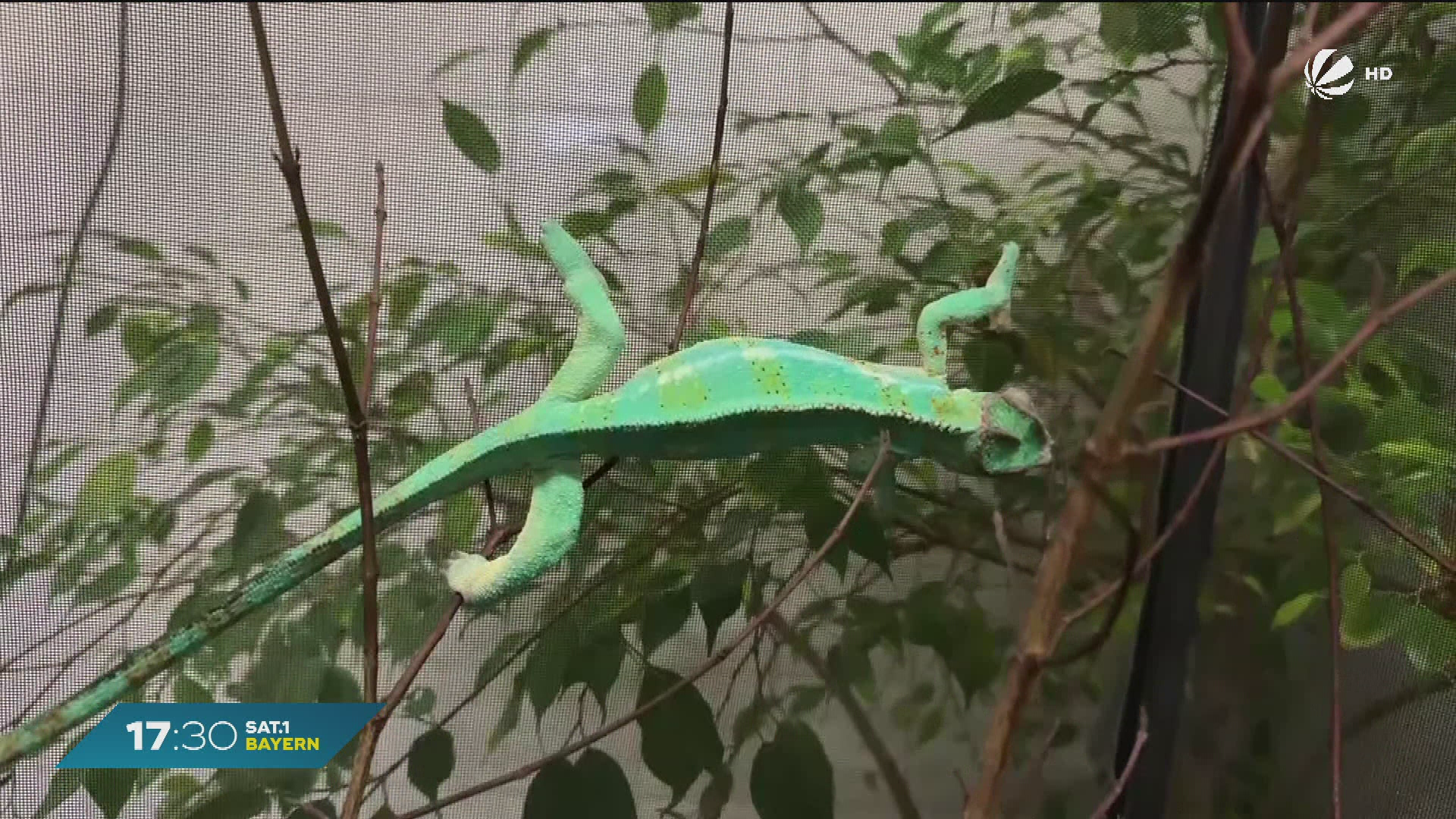 Exotischer Fund auf Wertstoffhof: Panther-Chamäleon in Eichenau