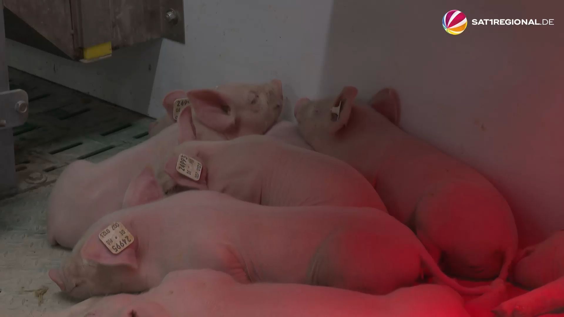 Video: Zukunft der Schweinehaltung: Landwirte informieren sich über größere Ställe