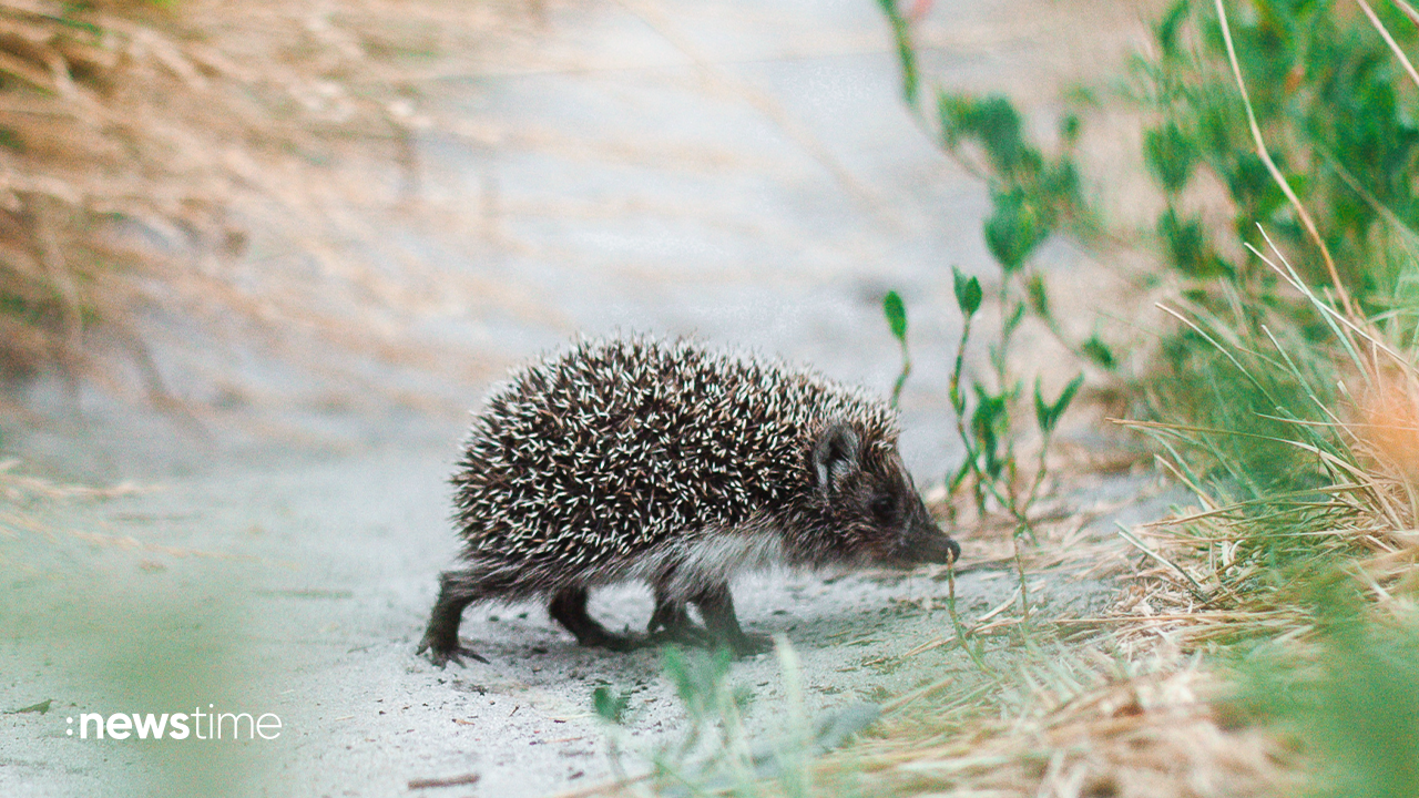Video: Naturschutzbund alarmiert – Igel in Gefahr