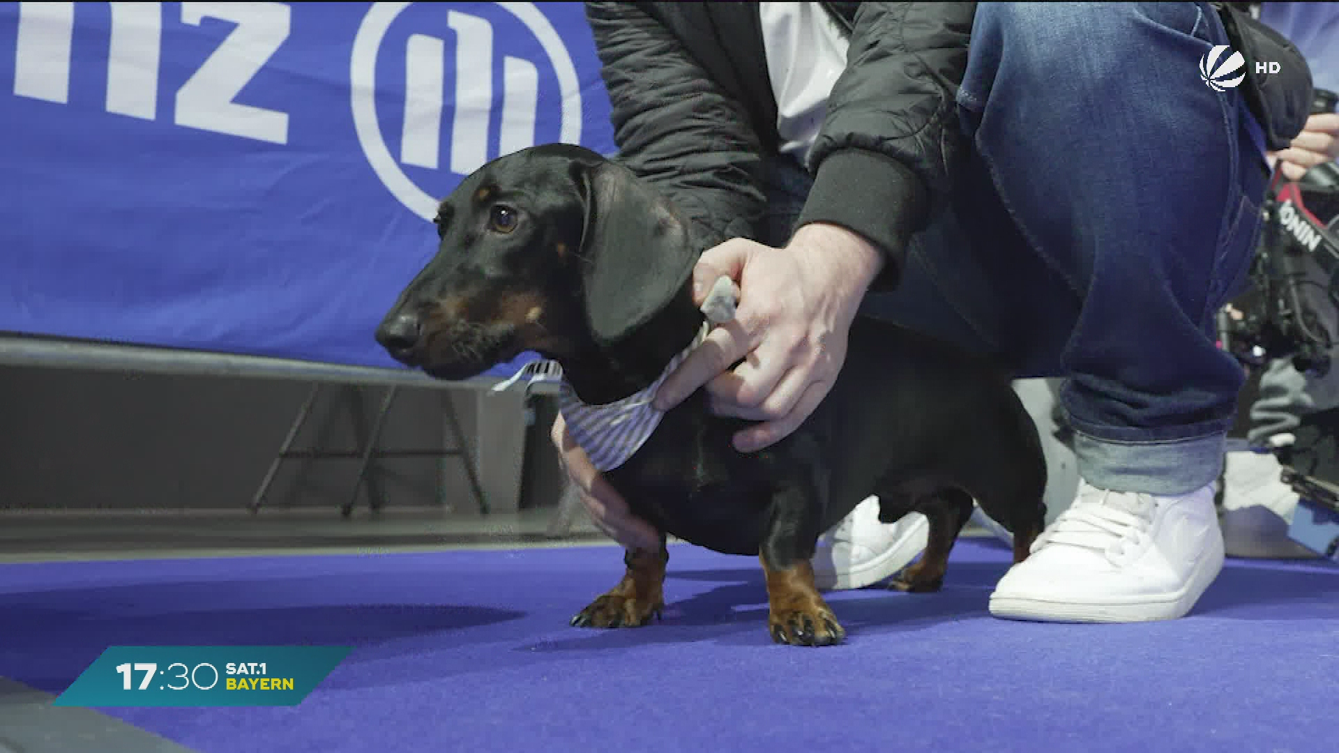 Video: Münchner Dackelrennen: Verteidigt Dackel Joshi seinen Titel?