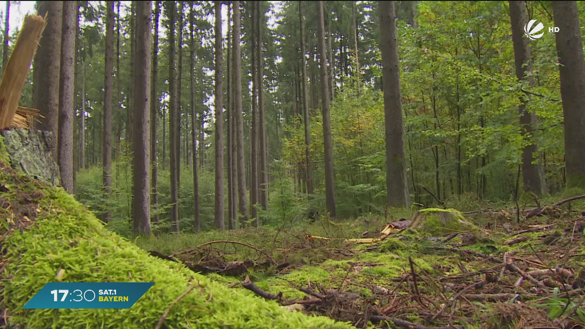 Video: 500 neue Windräder bis 2030? Bayerische Staatsforsten mit positiver Bilanz