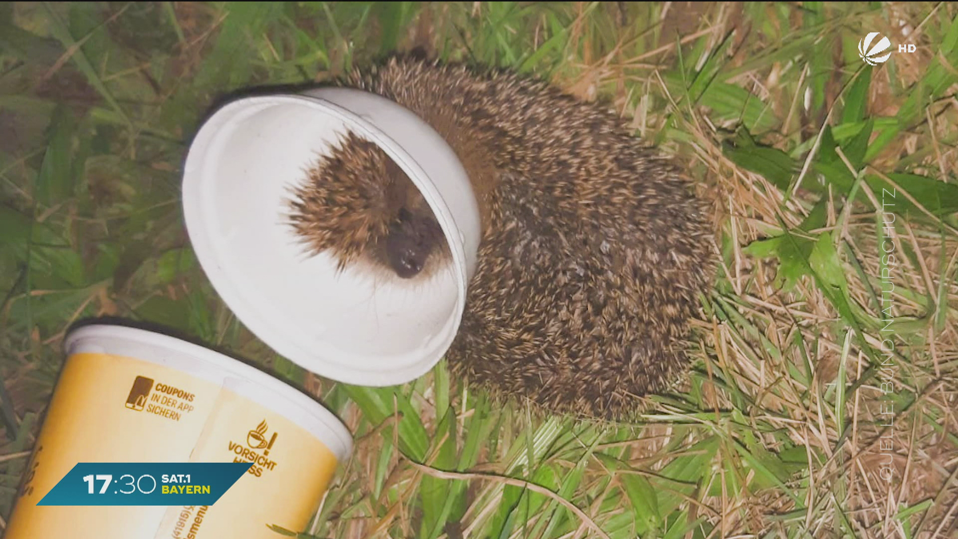 Video: Igel-Rettung in Niederbayern: Radfahrer befreit Tier aus To-Go-Becher
