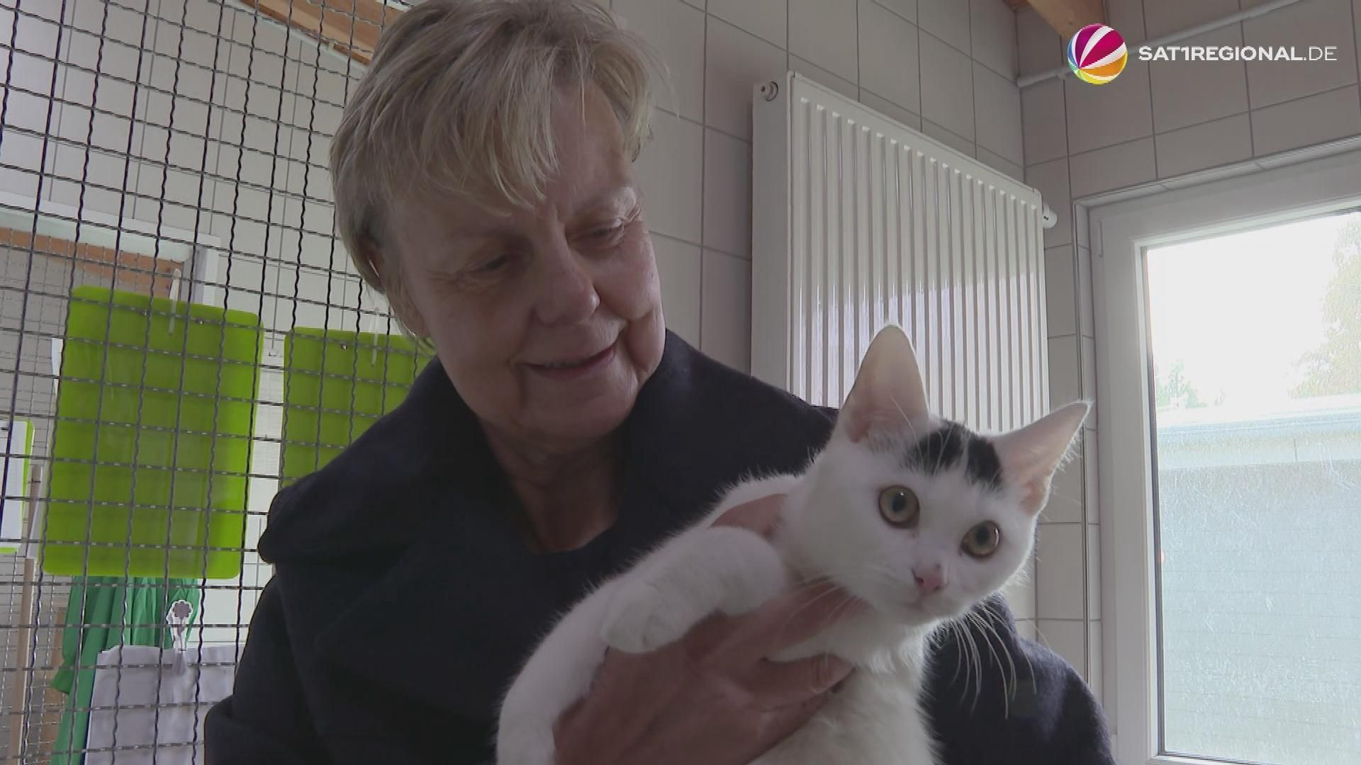 Video: Kostenlose Kastrationen für freilaufende Katzen in Schleswig-Holstein