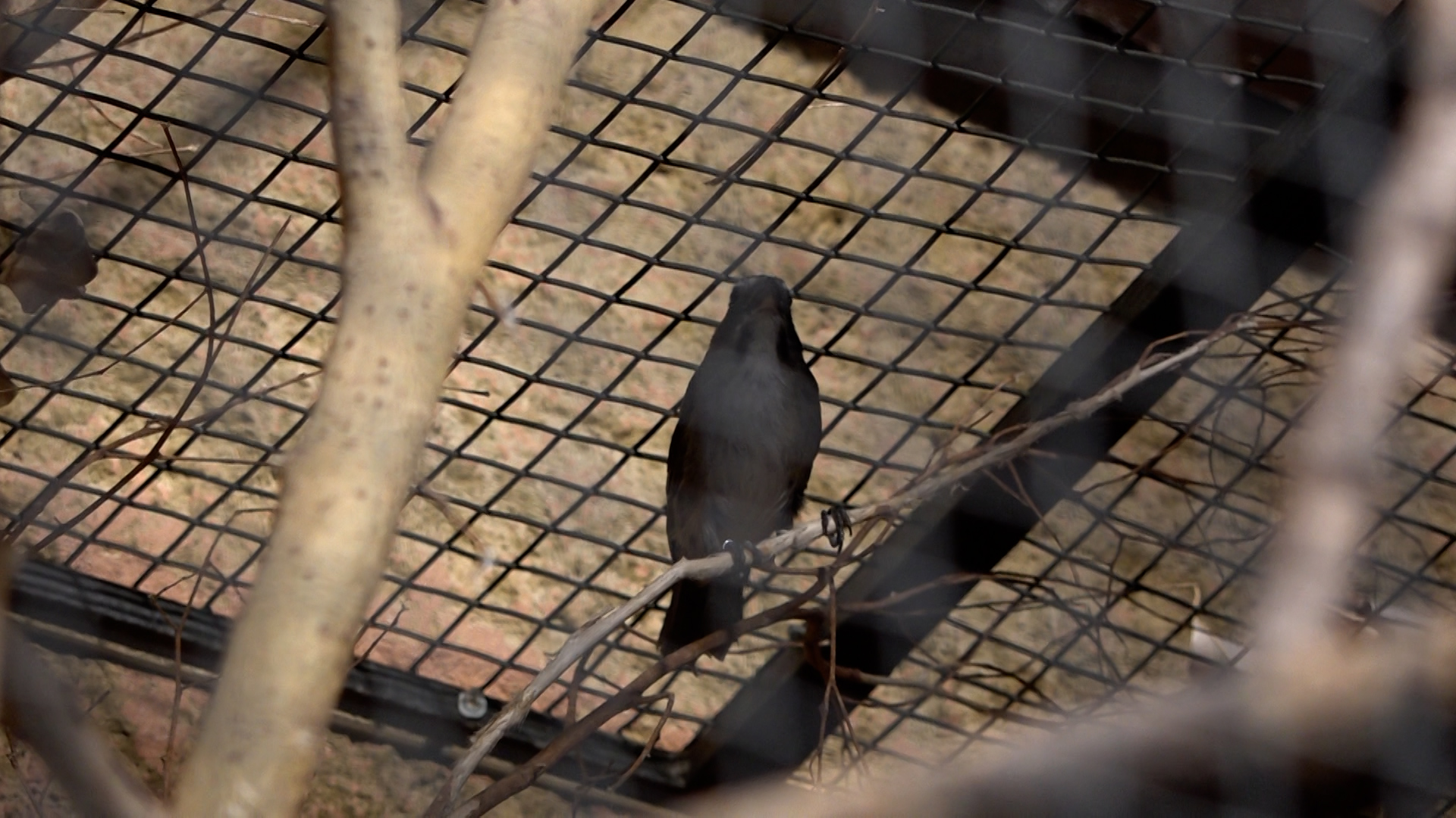 Video: Vögel aus Südamerika im Duisburger Zoo
