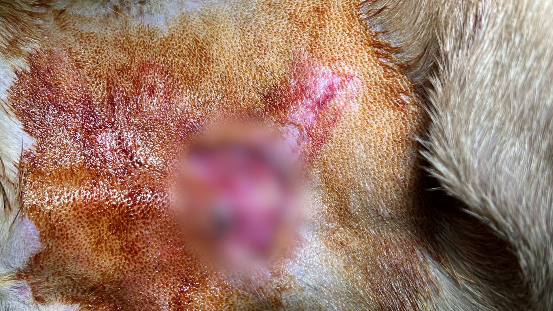 Video: Hundebiss in Mönchengladbach: Caramelo verletzt