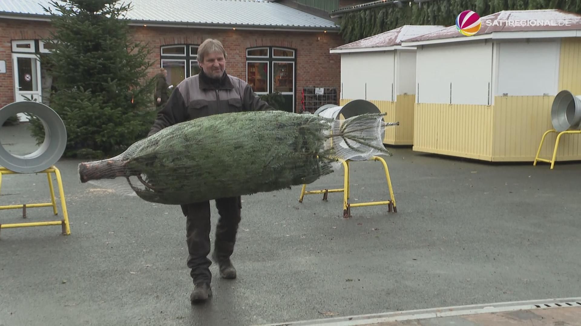 Christmas Trees: How much they cost this year in Schleswig-Holstein