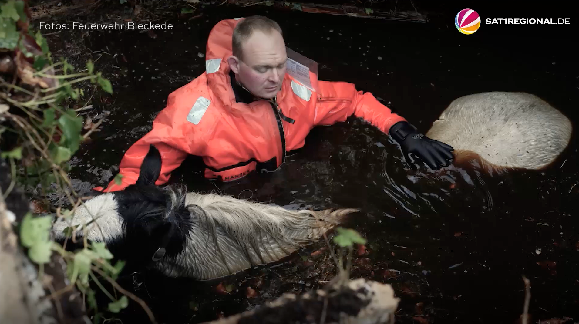 Video: Pony fällt in alten Gülleschacht: Feuerwehr Bleckede rettet Tier