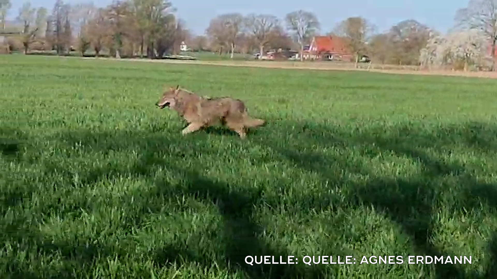 Video: Wolf reißt Schafe in Ennigerloh