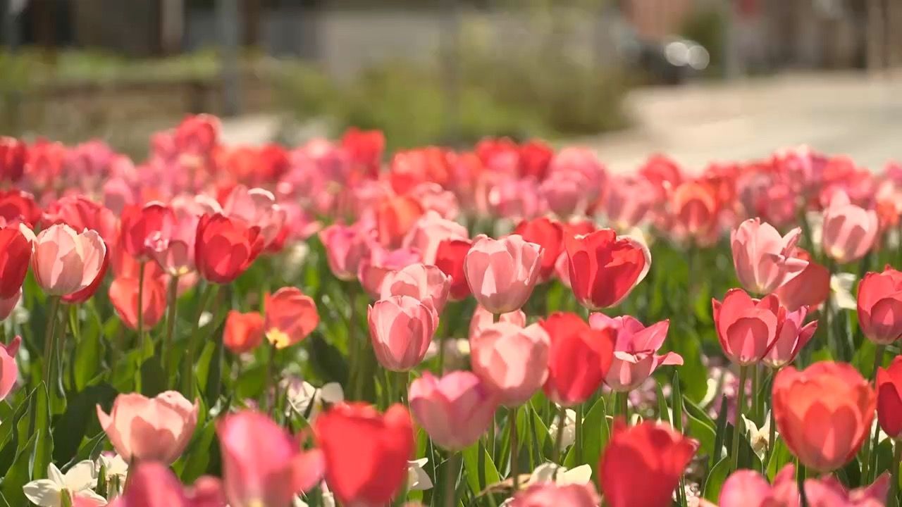 Video: Frühlingswetter in Bayern: Sonne, Blüten und gute Laune