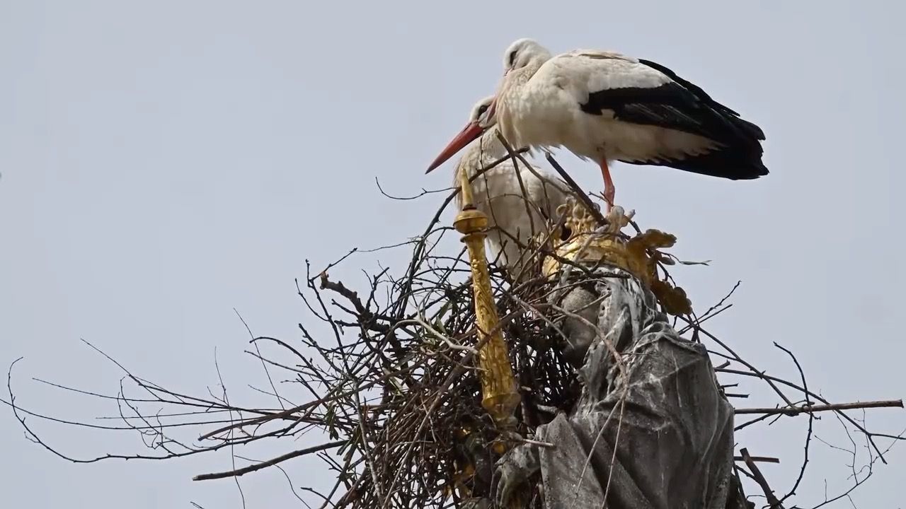 Video: Nestbau auf Mariensäule in Freising: Störche sorgen für Problem