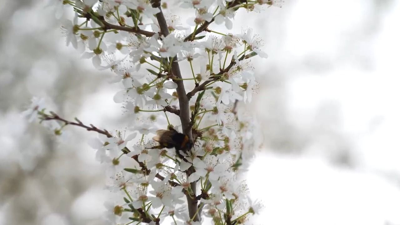 Video: Rekord bei Hummel-Sichtungen: Tausende Meldungen aus Bayern