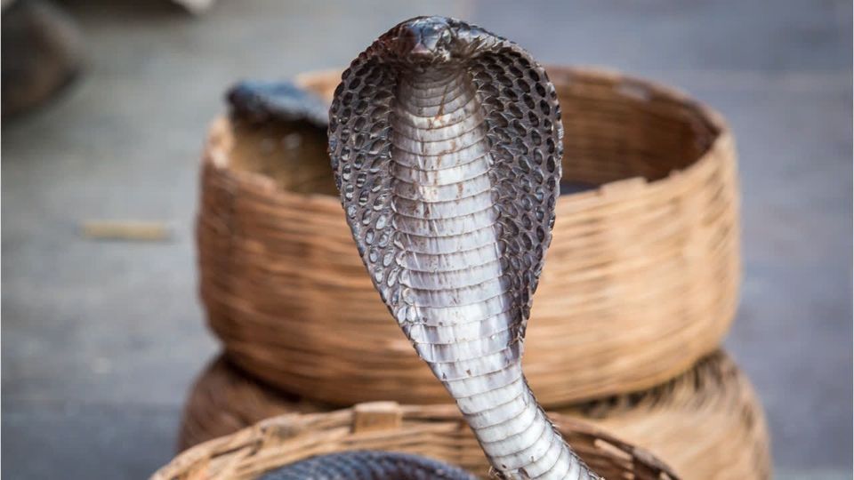 Vorführung im Hotel: Deutscher stirbt nach Schlangenbiss