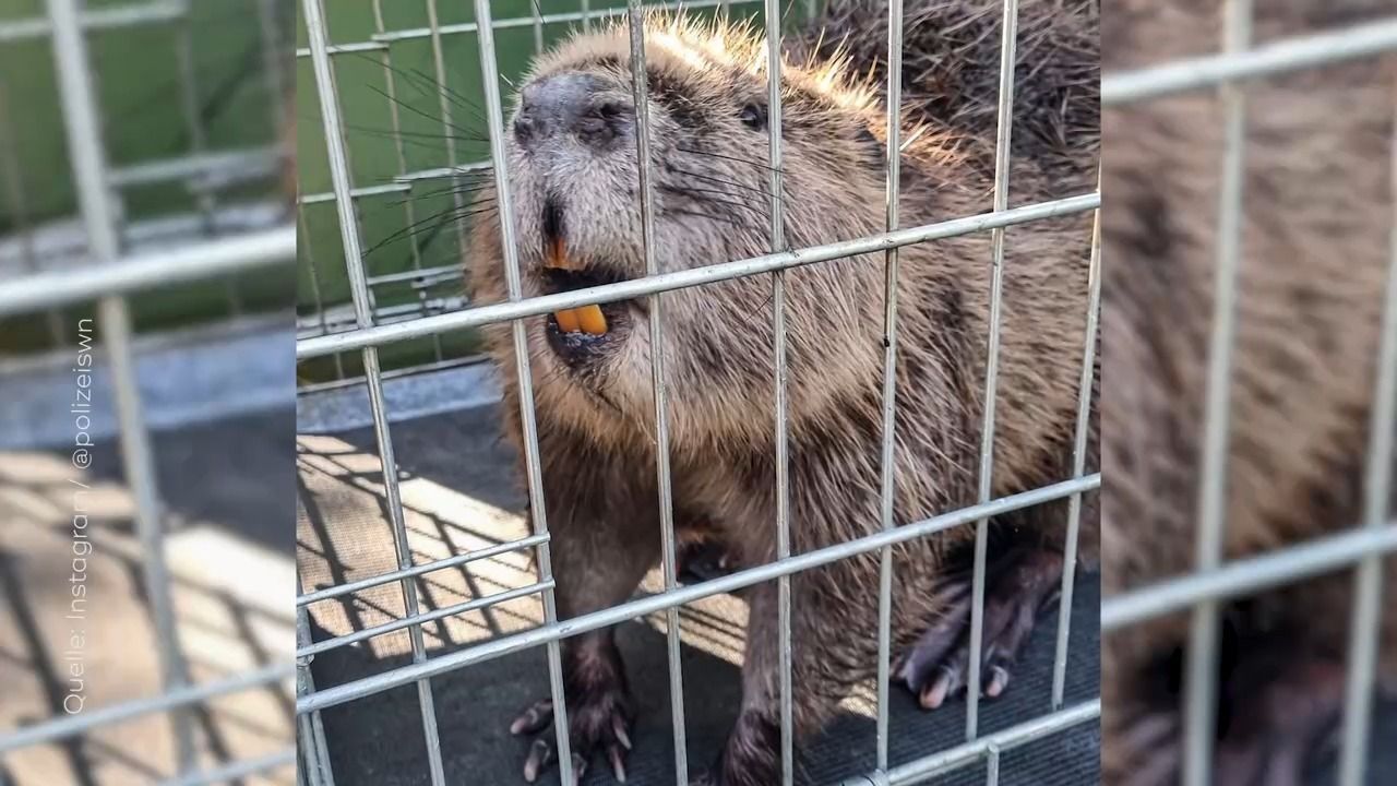Video: Tierischer Einsatz in Augsburg: Biber irrt durch Altstadt