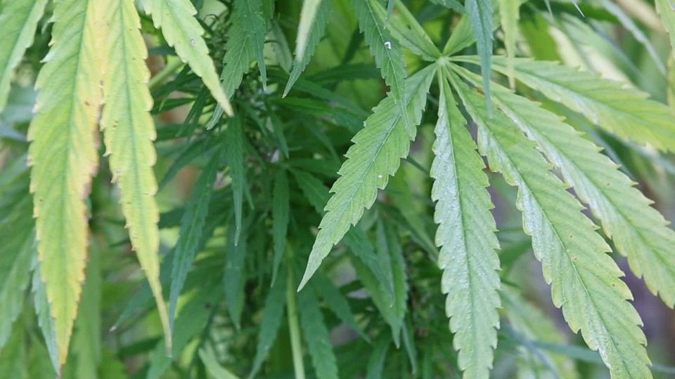 Kinderärzte fordern Stopp des Cannabis-Gesetzes