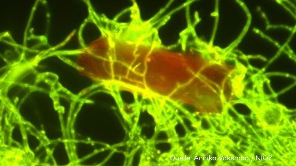 Neue Entdeckung: Pilz hilft bei einem riesigen Problem