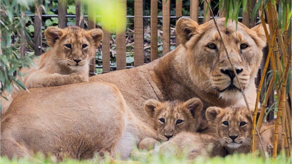 Löwenbabys in Kölner Zoo eingeschläfert