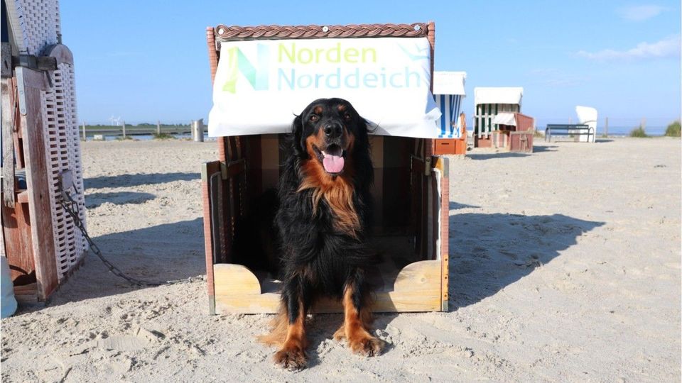Dusche, Strandkörbe und Co.: Der luxuriöseste Hundestrand Deutschlands