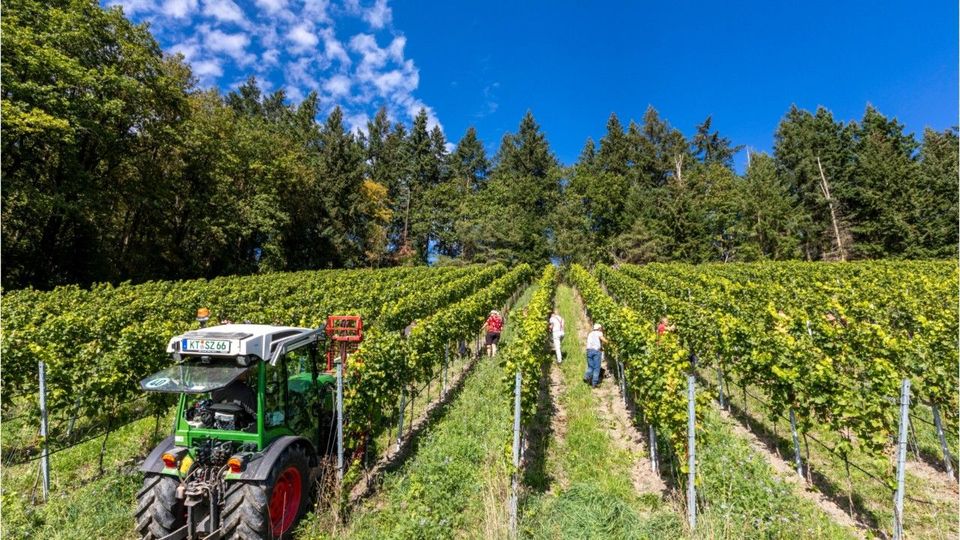 Wegen Extremwetter: Weltweite Weinproduktion geht dramatisch zurück
