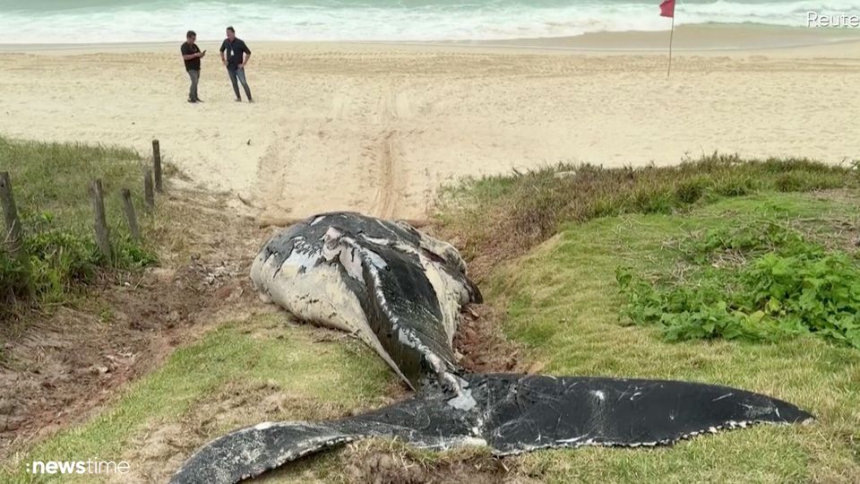 Am Strand von Rio de Janeiro: Riesiger Wal-Kadaver angespült