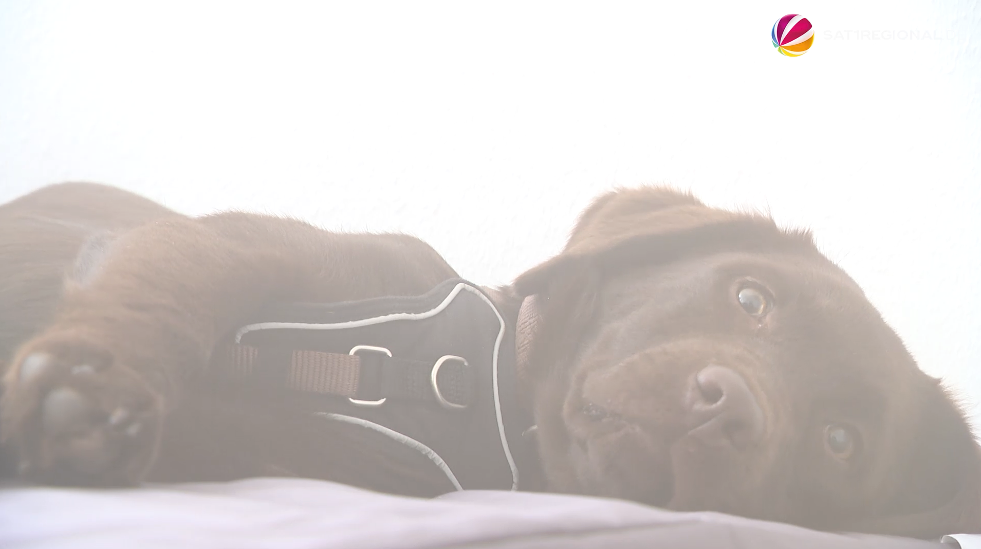 Video: Sole-Inhalation für Menschen und ihre Tiere in Oyten