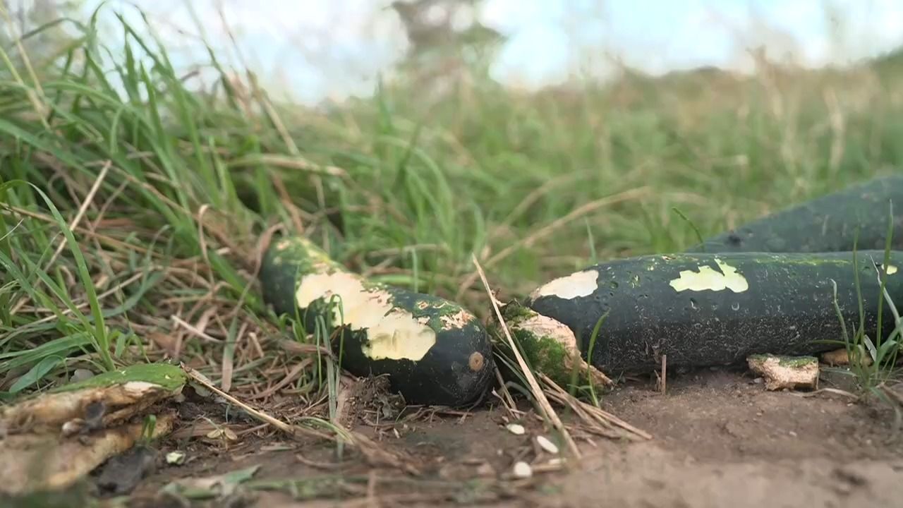 Video: Nach Unwettern in Franken: Blitz, Hagel und Millionenschäden