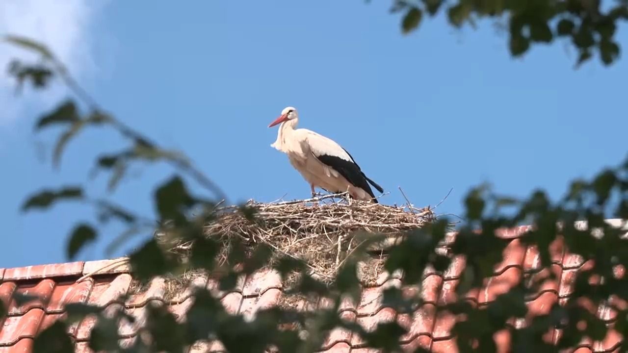 Video: Störche-Boom in Bayern: Paradies für Weißstörche in Uehlfeld