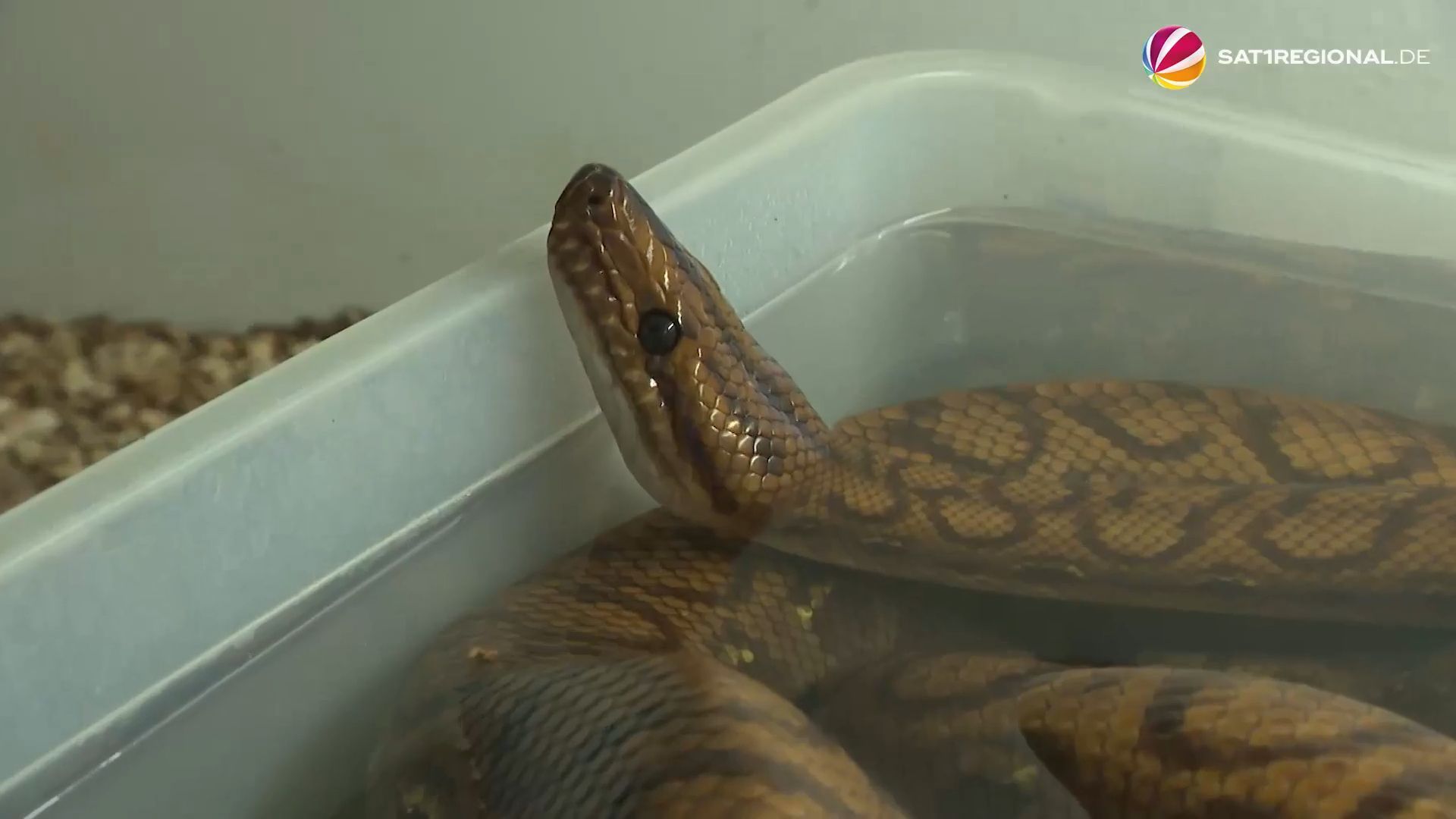 Video: Ausgesetzte exotische Tiere im NABU-Artenschutzzentrum Leiferde