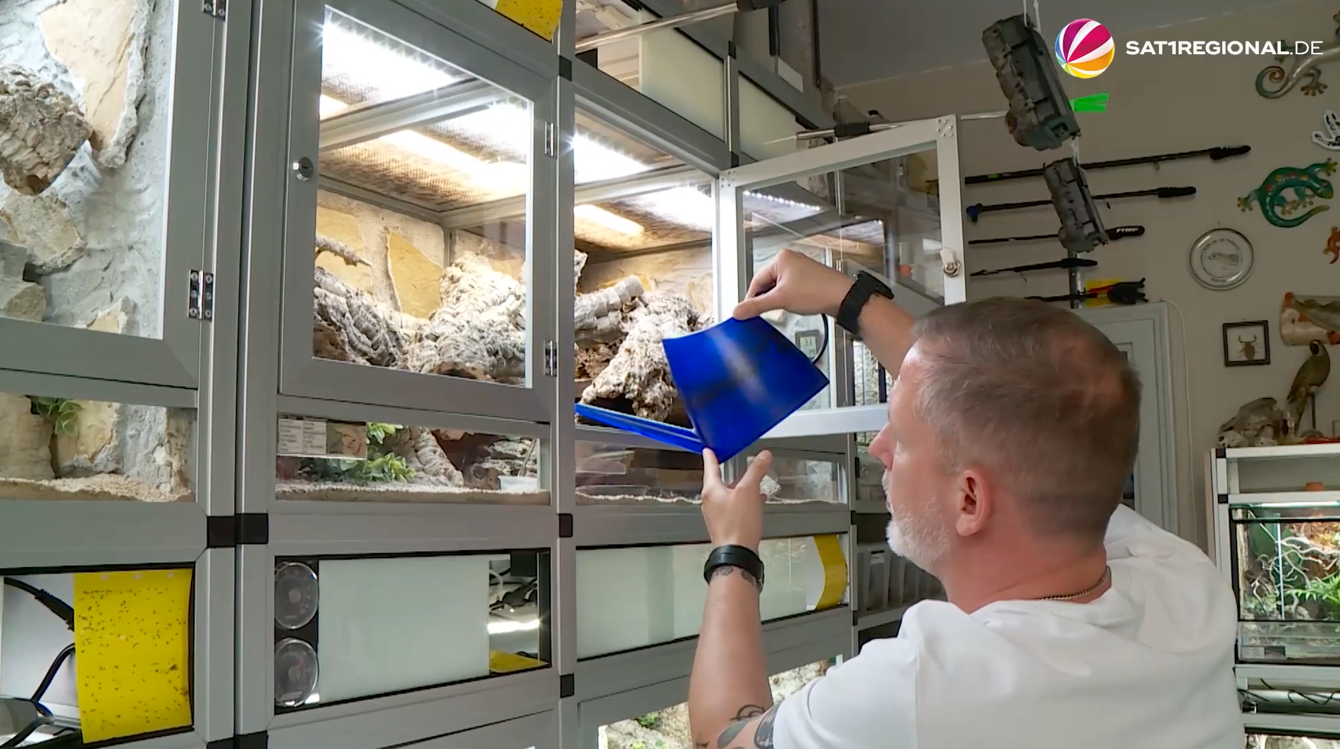 Video: Hamelner hält 80 Reptilien in seiner Wohnung